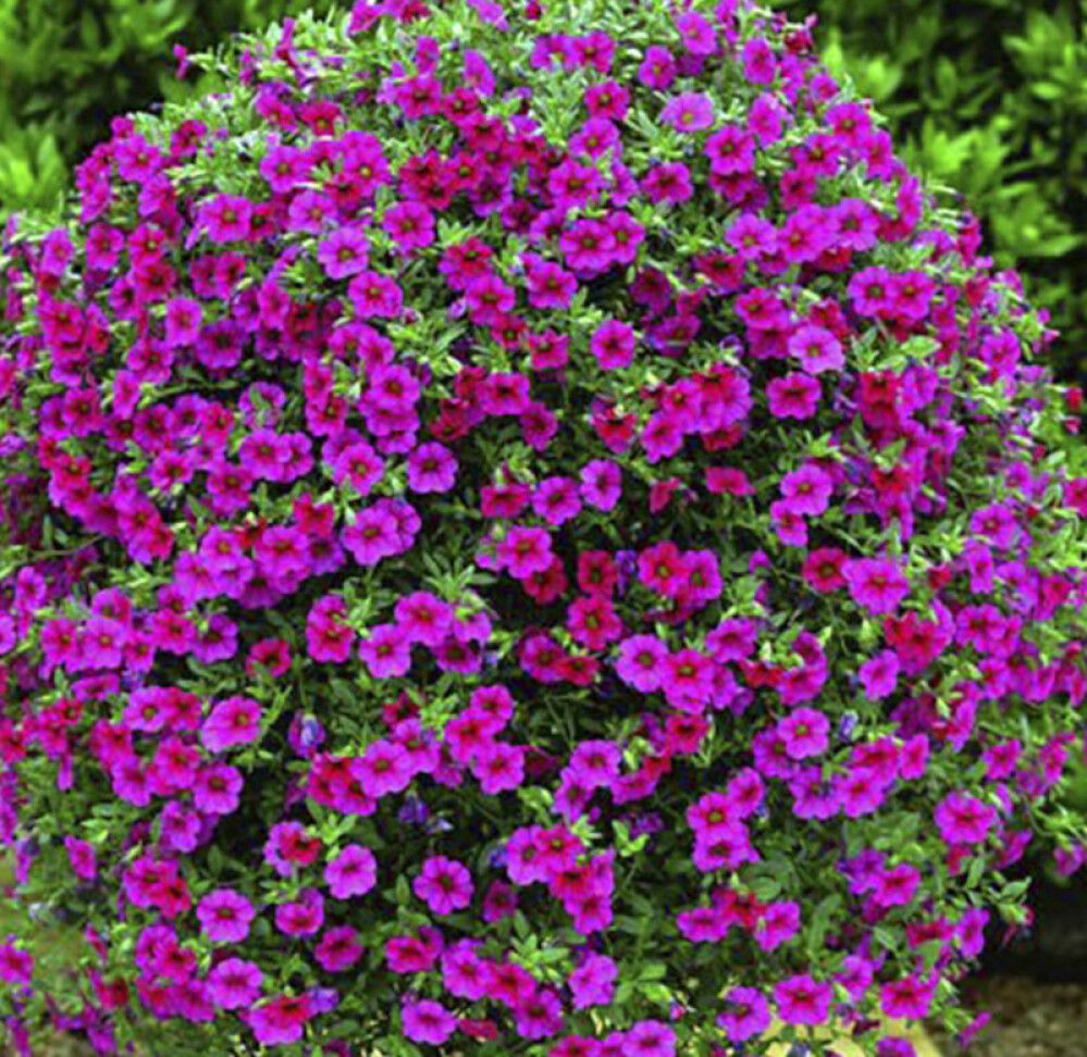 Suvelilleampel Million bells Ø 25 cm