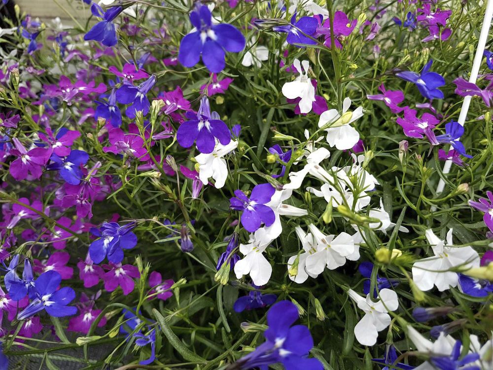 Suvelilleampel lobeelia Ø 25 cm