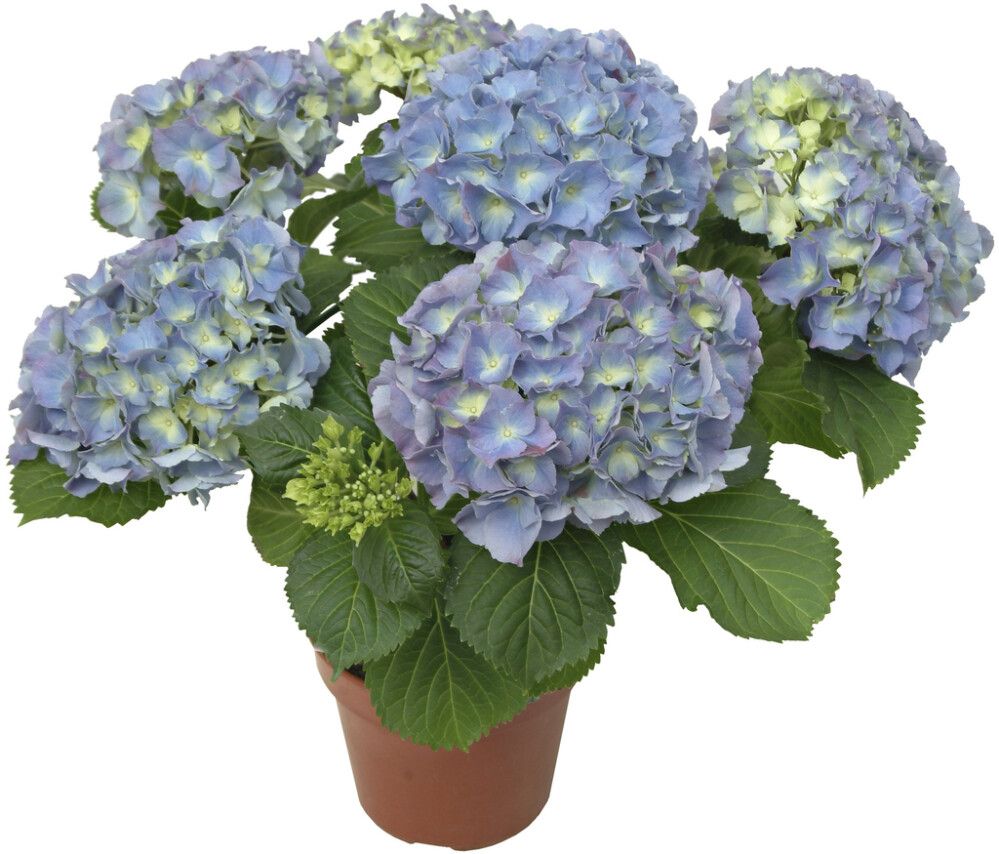 Suureleheline hortensia Ø 13 cm