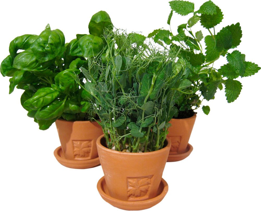 Maitsetaim salat Ø 8 cm