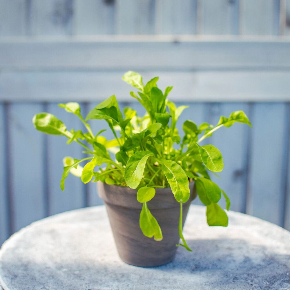 Maitsetaim rukola Ø 8 cm