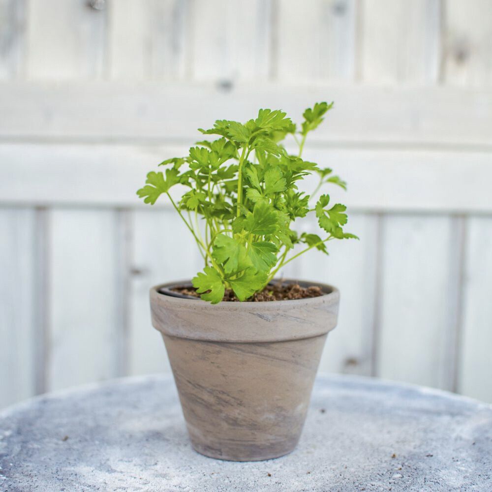 Maitsetaim petersell Ø 8 cm