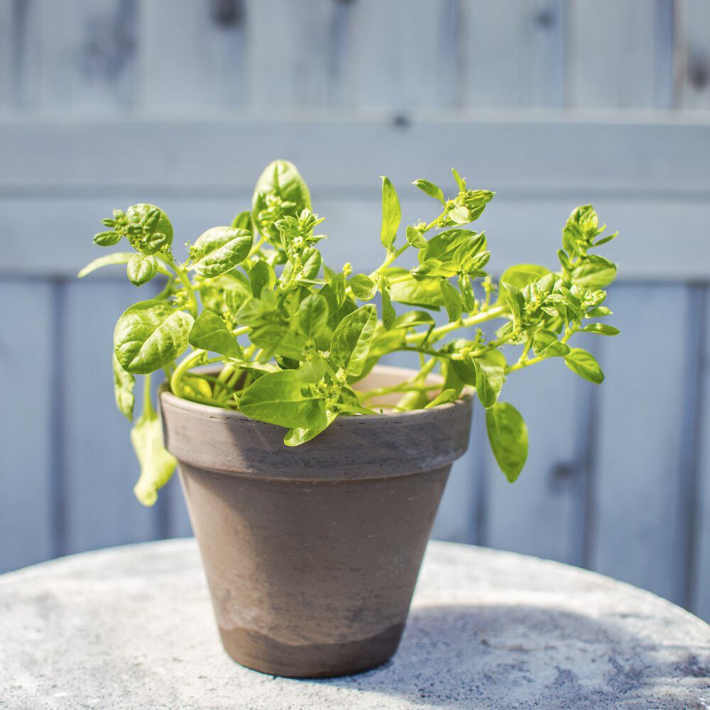 Maitsetaim aedspinat Ø 8 cm