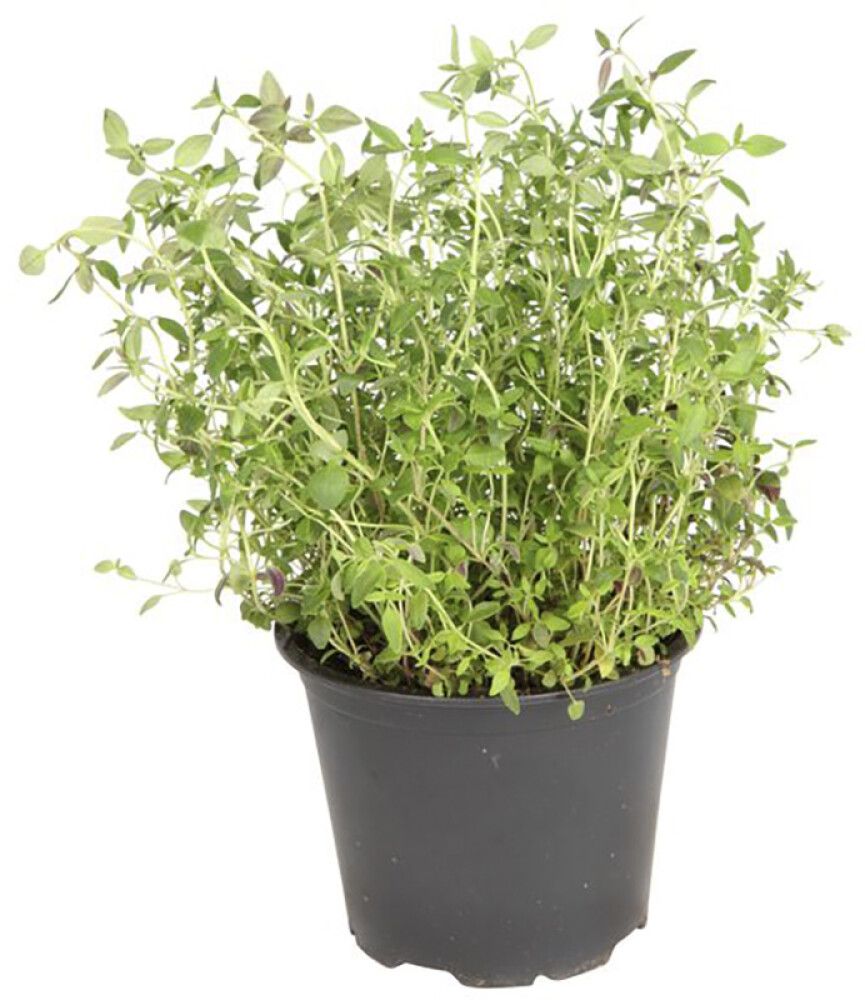 Maitsetaim tüümian Ø 8 cm