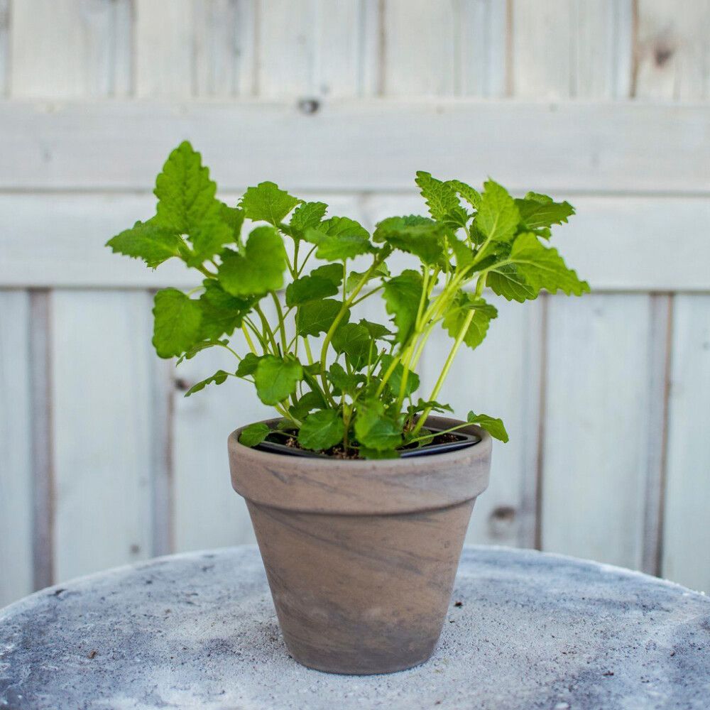 Maitsetaim sidrunmeliss Ø 8 cm