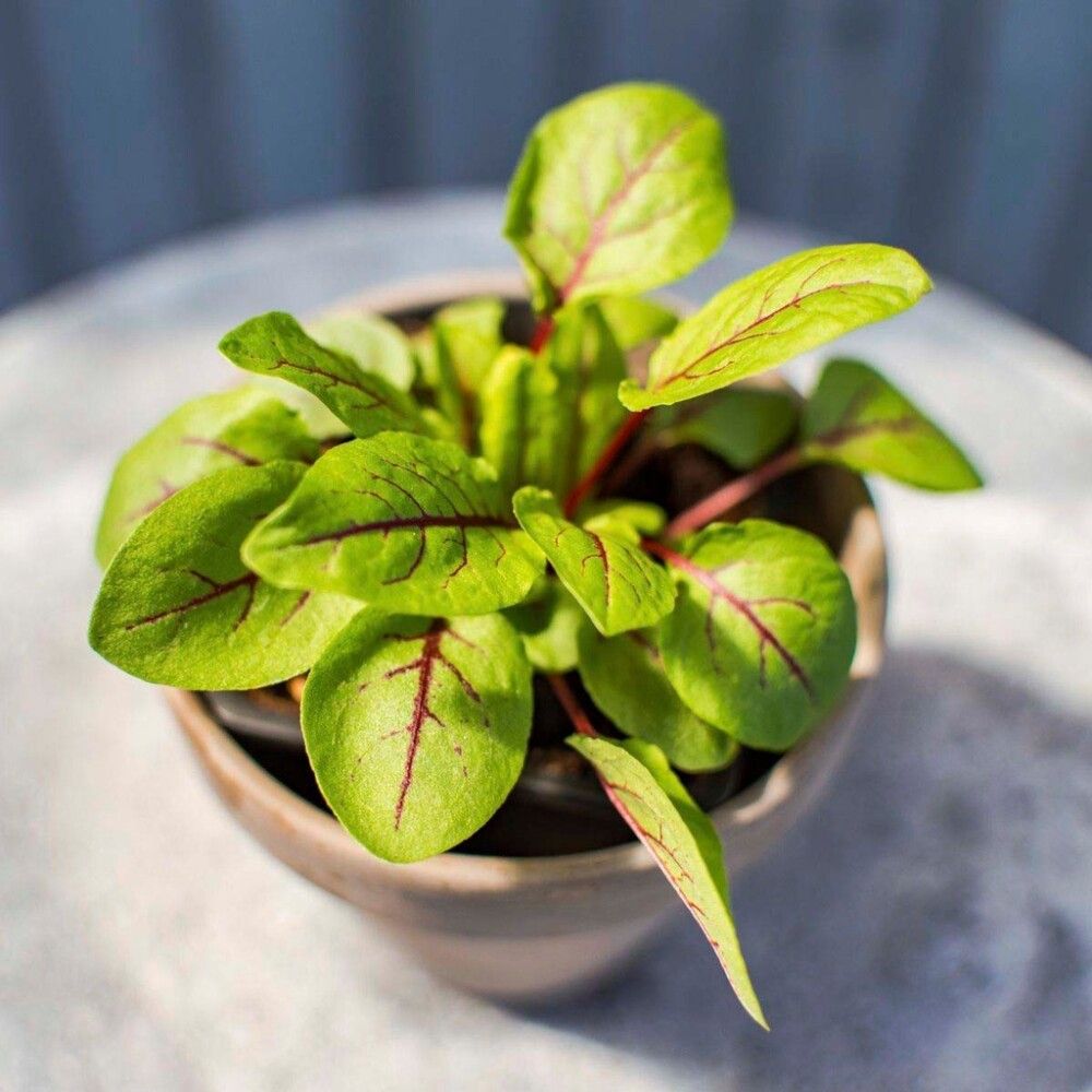 Maitsetaim väike oblikas Ø 8 cm