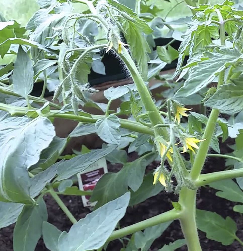 Tomat Sweetie Ø 9 cm