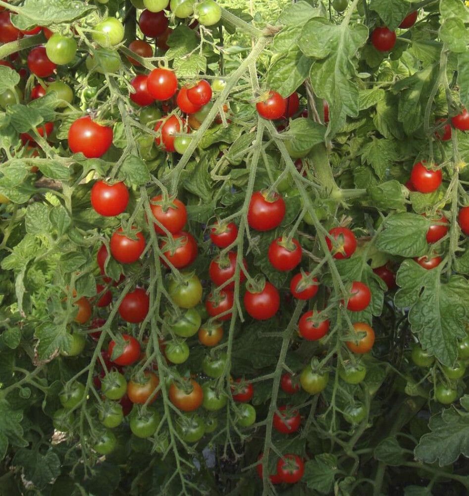 Tomat Sweetie Ø 9 cm