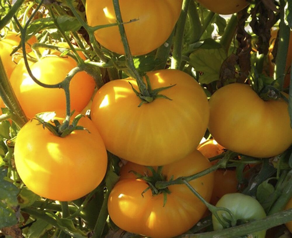 Tomat Lemon Boy Ø 9 cm