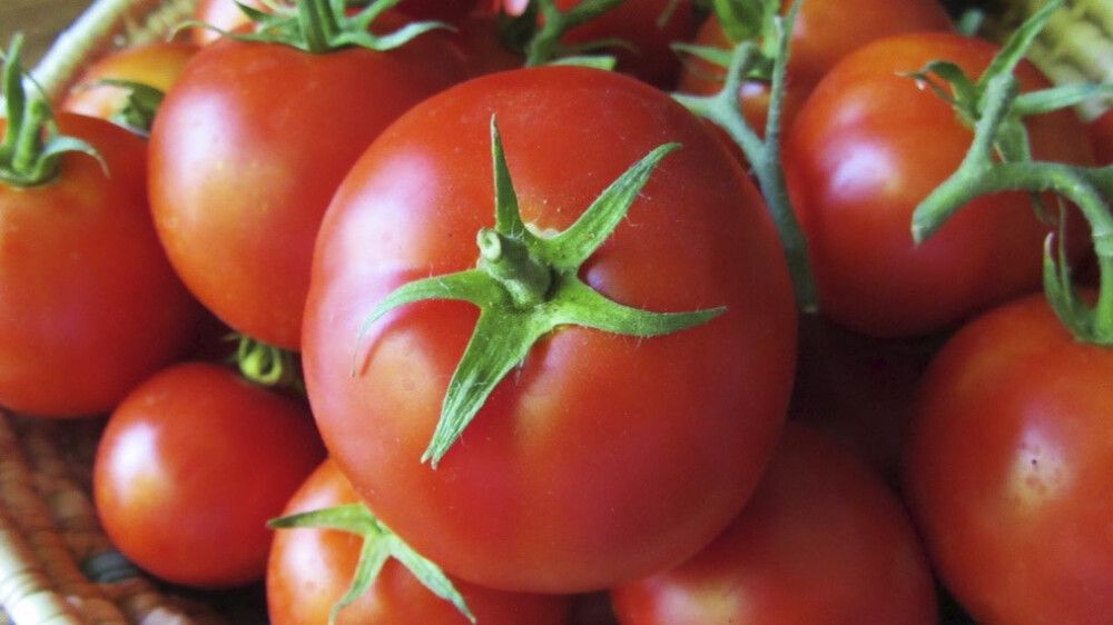 Tomat Cindel Ø 9 cm