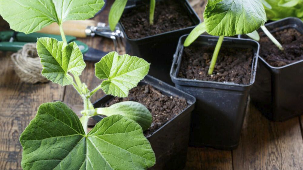 Arbuus Sugar Baby Ø 9 cm