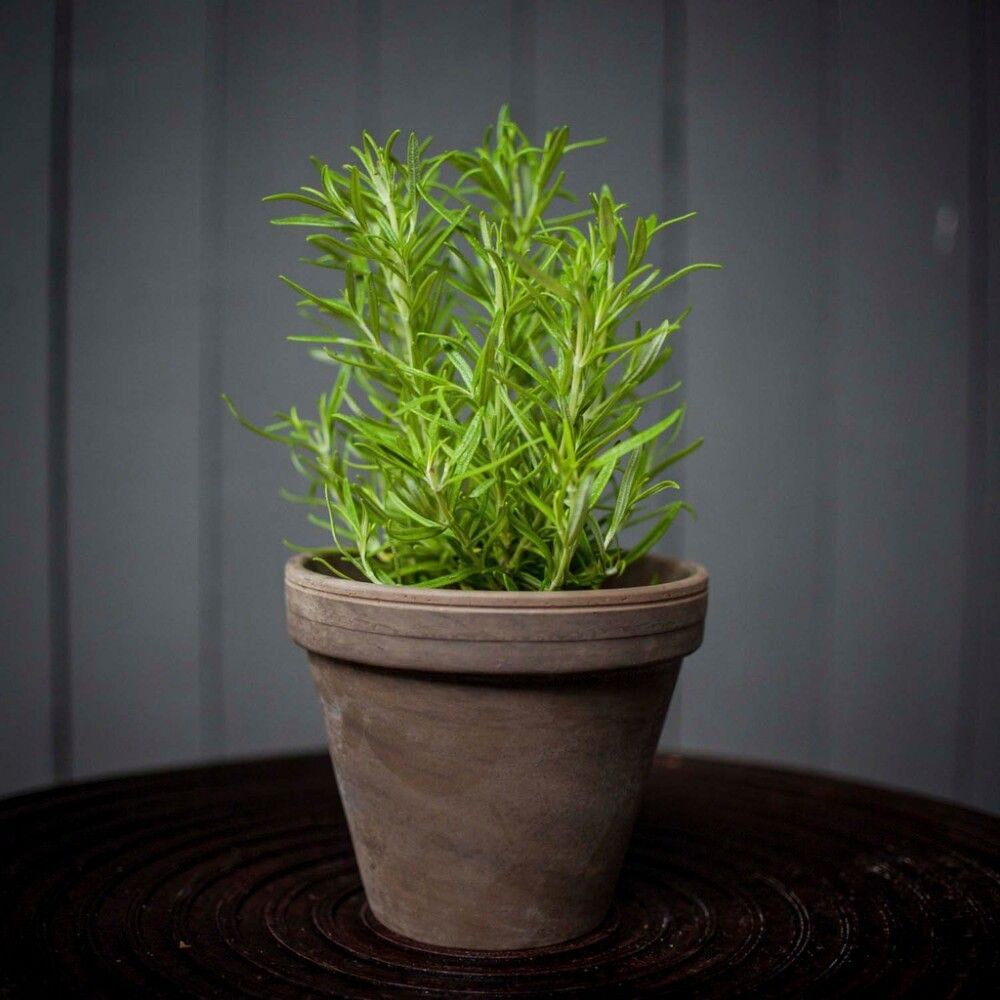 Rosmariin Ø 12 cm