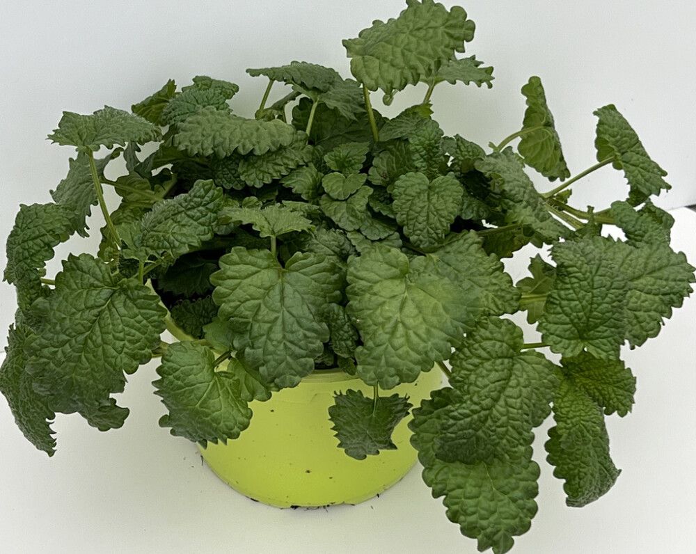 Sidrunmeliss Ø 12 cm