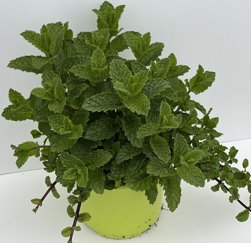 Piparmündi mix Ø 12 cm