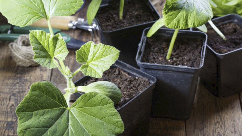 Suvikõrvits Top-Kapi Ø 9 cm