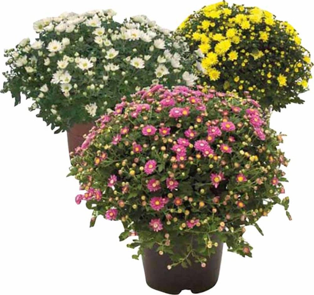 Pallkrüsanteem Mix Ø 15 cm