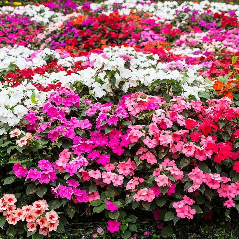 Sultan-lemmalts Ø 9 cm