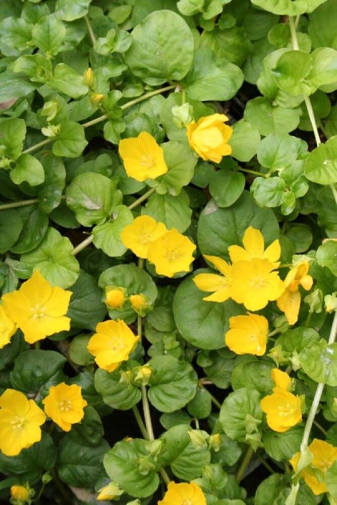 Roomav metsvits Ø 11 cm