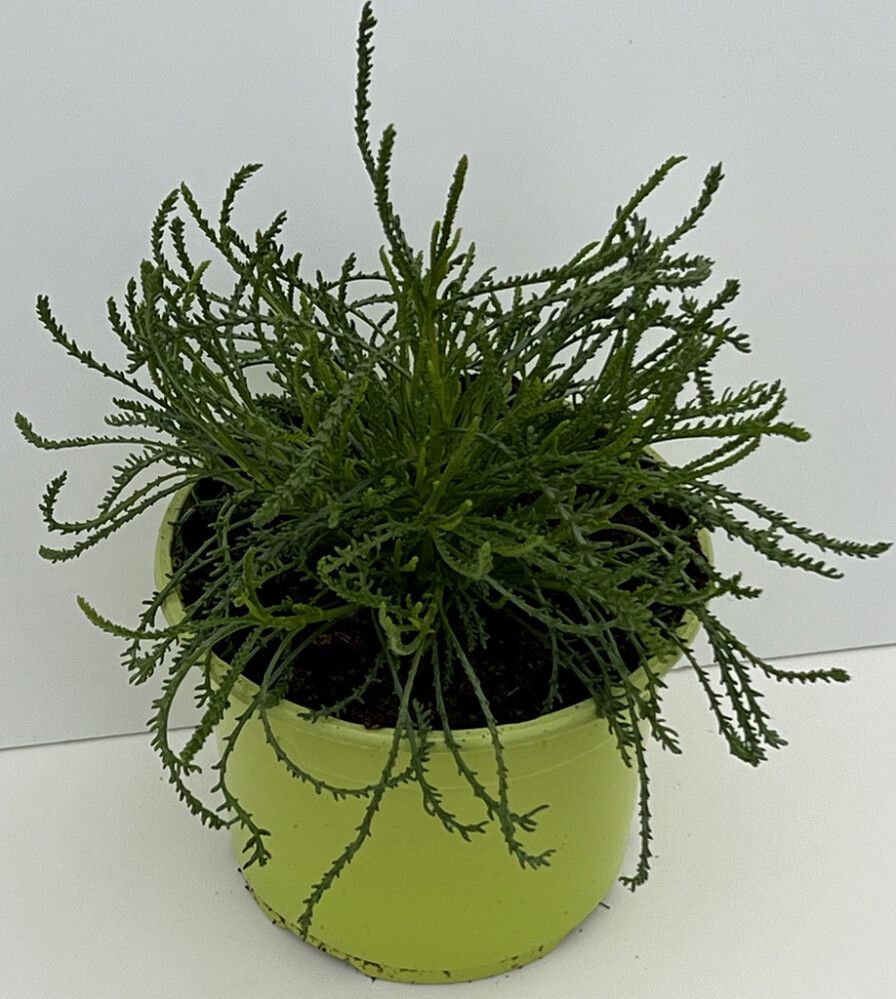 Kääbuskarri Ø 12 cm