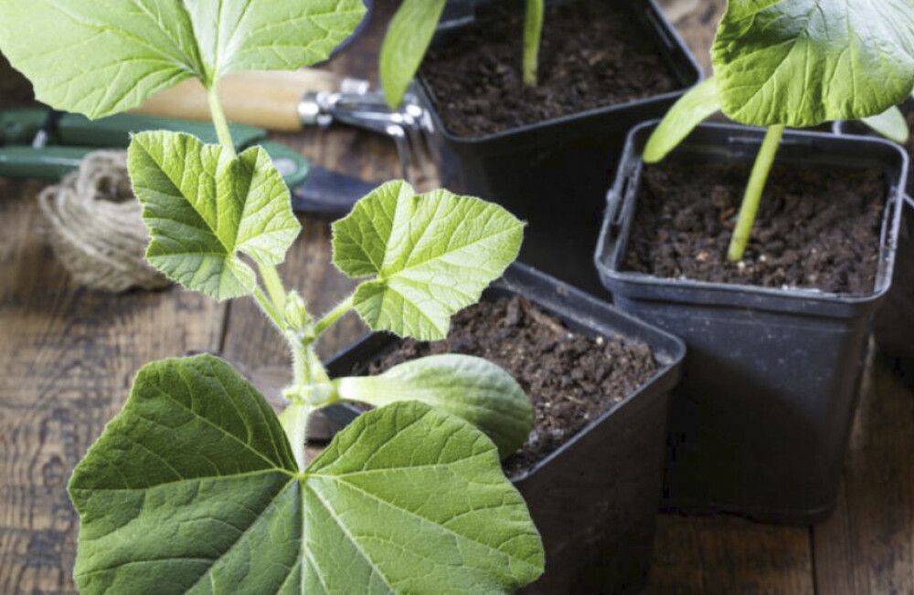 Suvikõrvits Hokkaido Ø 9 cm