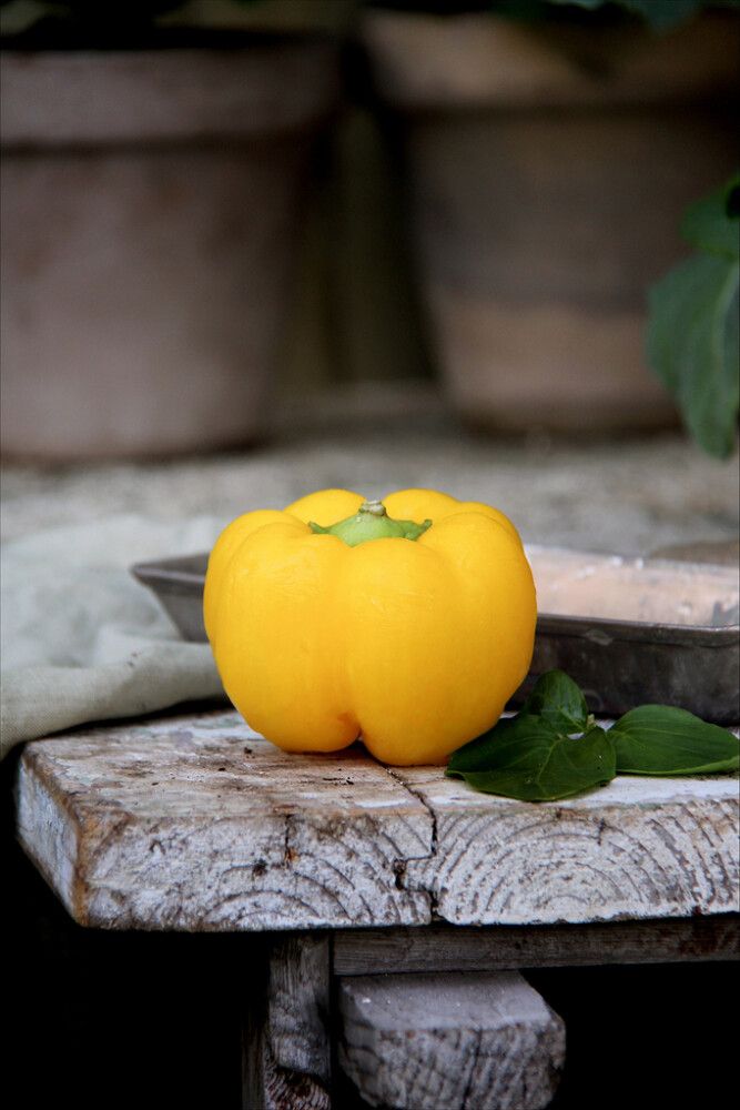 Paprika Cuneo Giallo