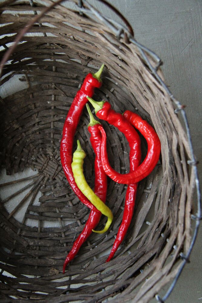 Paprika Spiralus