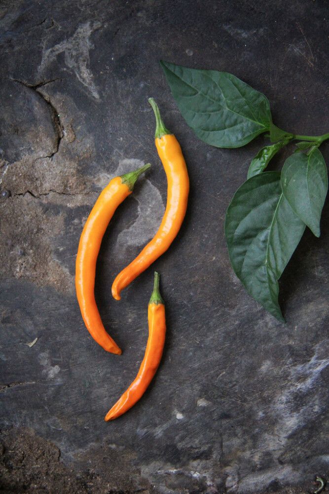 Tšillipipar Nelson Gardena Kilián