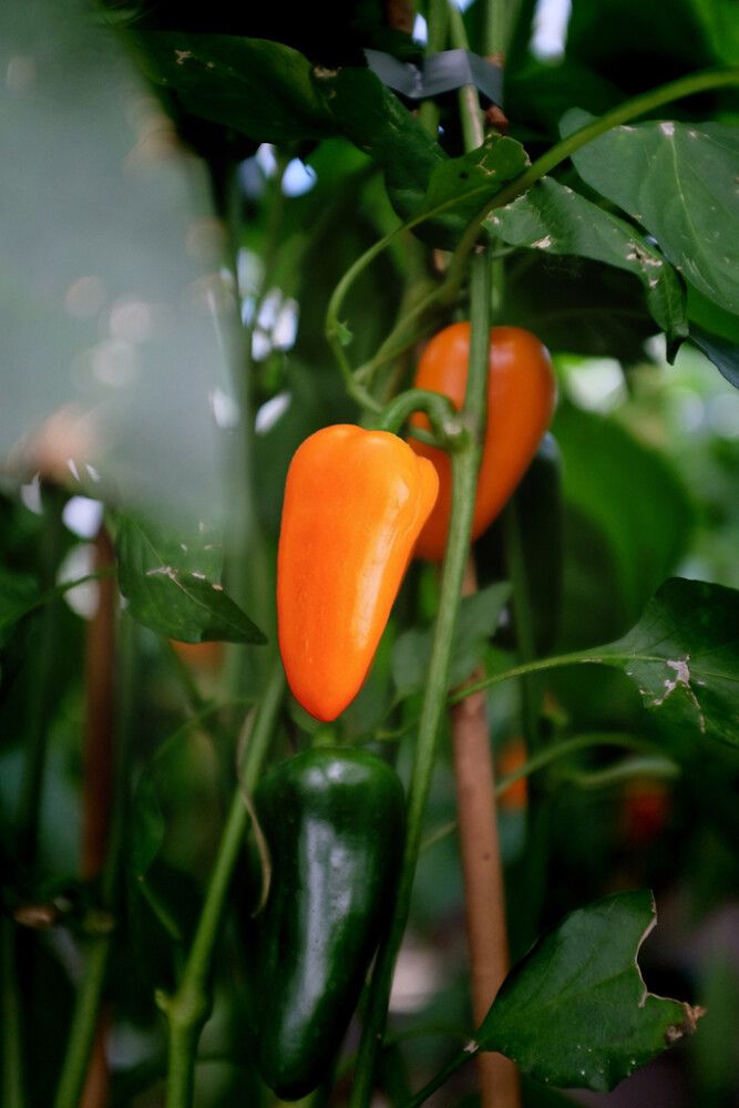 Paprika Nelson Garden Hamik