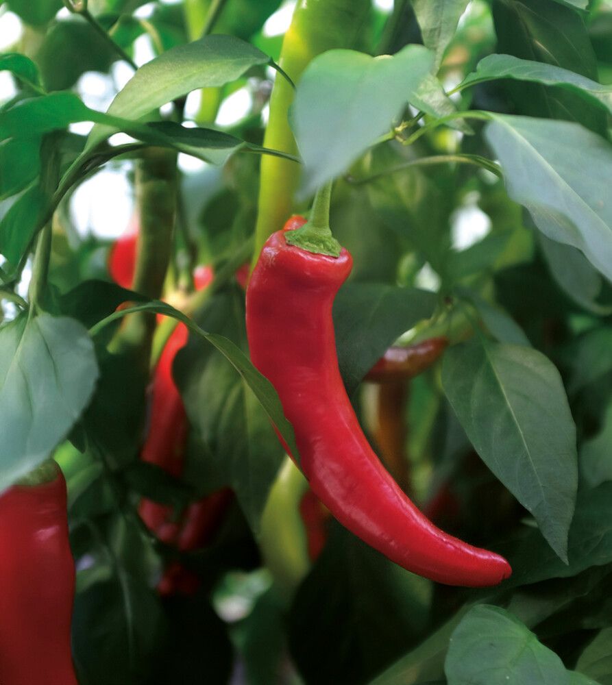 Tšillipipar Nelson Garden Hyper F1