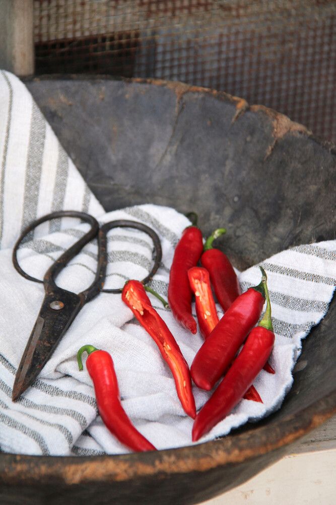 Tšillipipar Nelson Garden Hyper F1