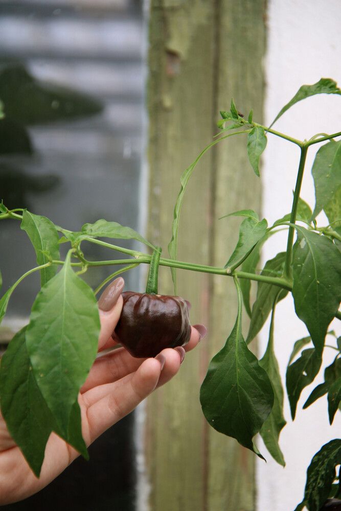 Tšillipipar Habanero Choco