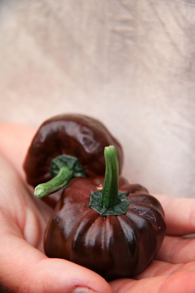 Tšillipipar Habanero Choco