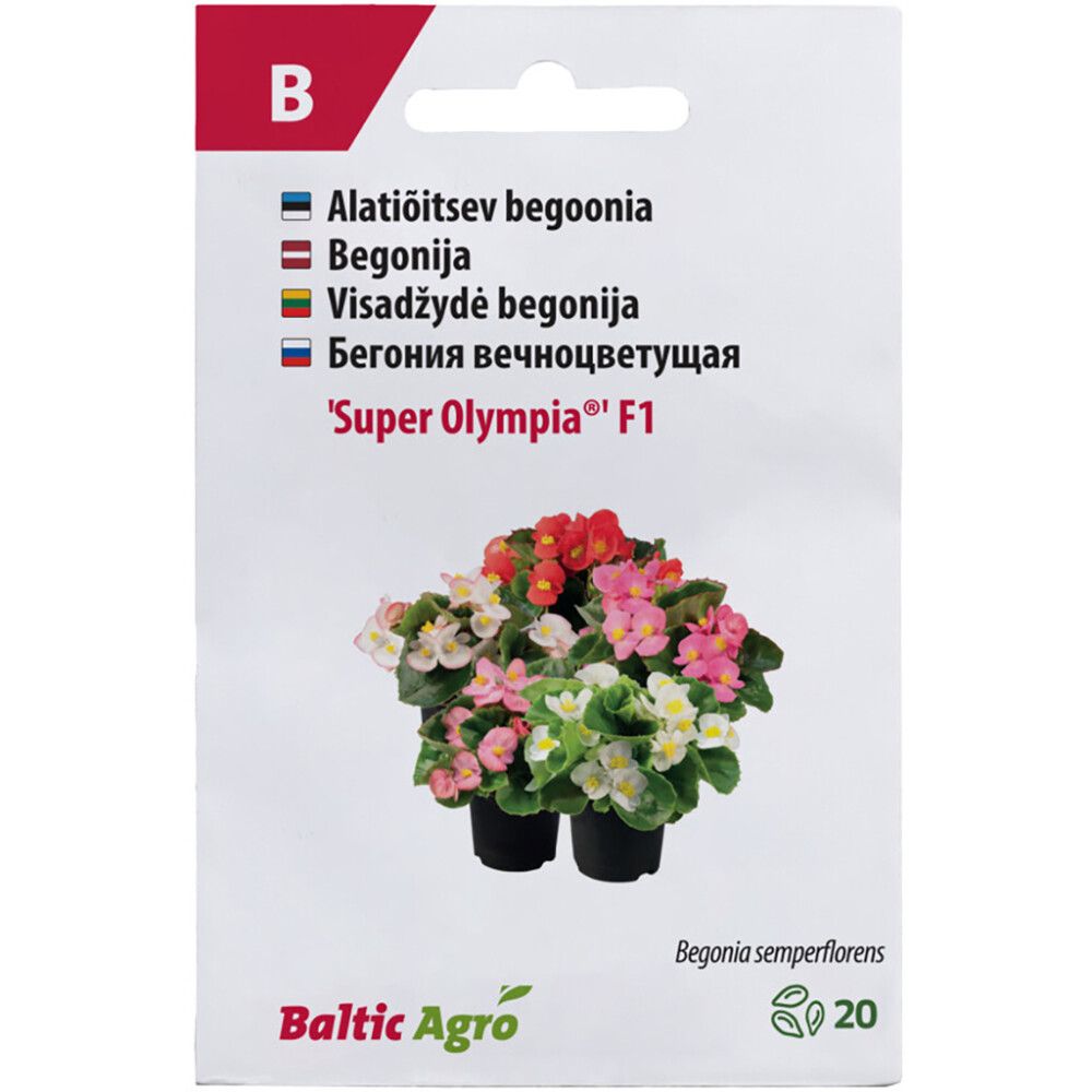 Begoonia Super Olympia