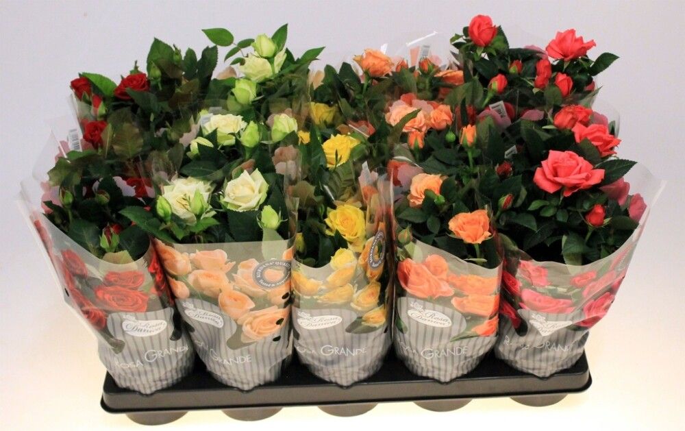 Potiroos Kordana Grande mix Ø 12 cm