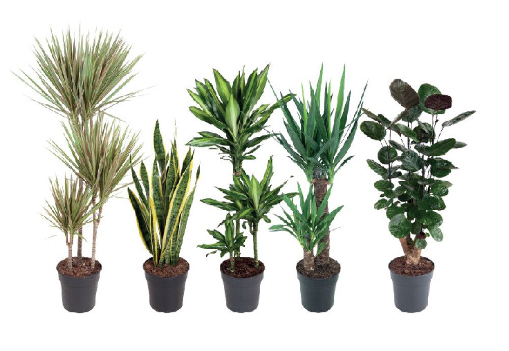 Roheliste toataimede mix P21