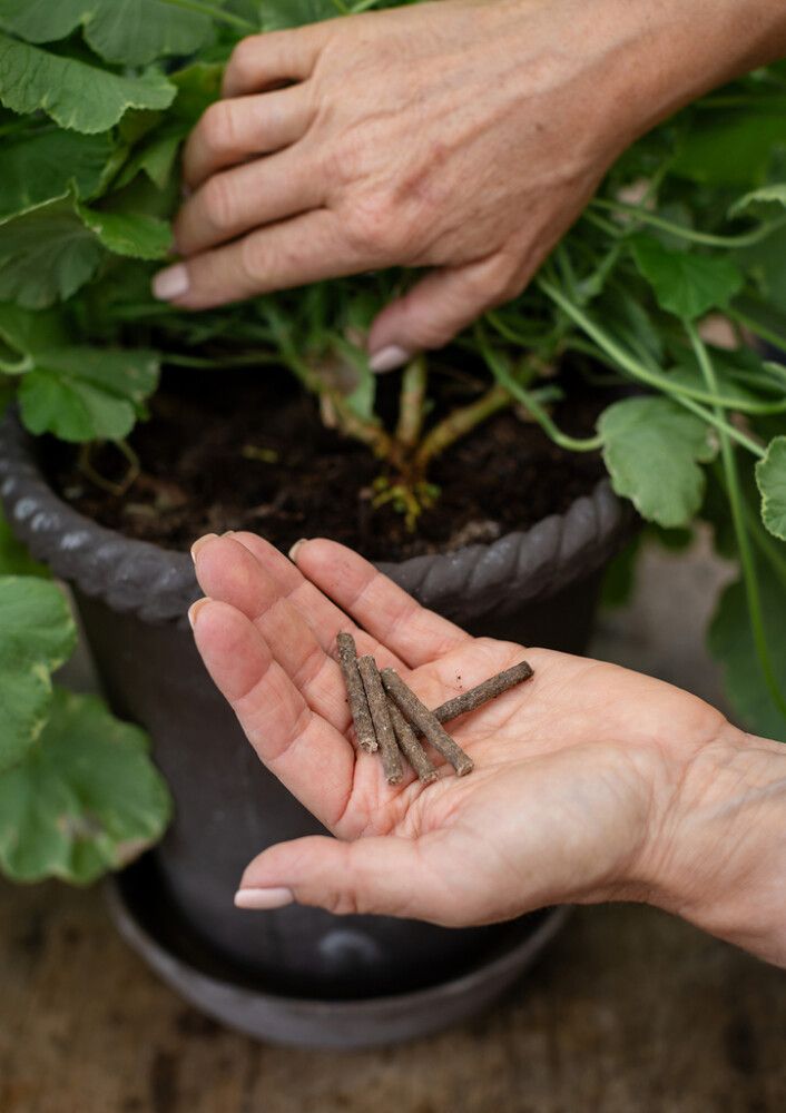 Looduslik väetisepulk ürtidele Kekkilä 30 tk