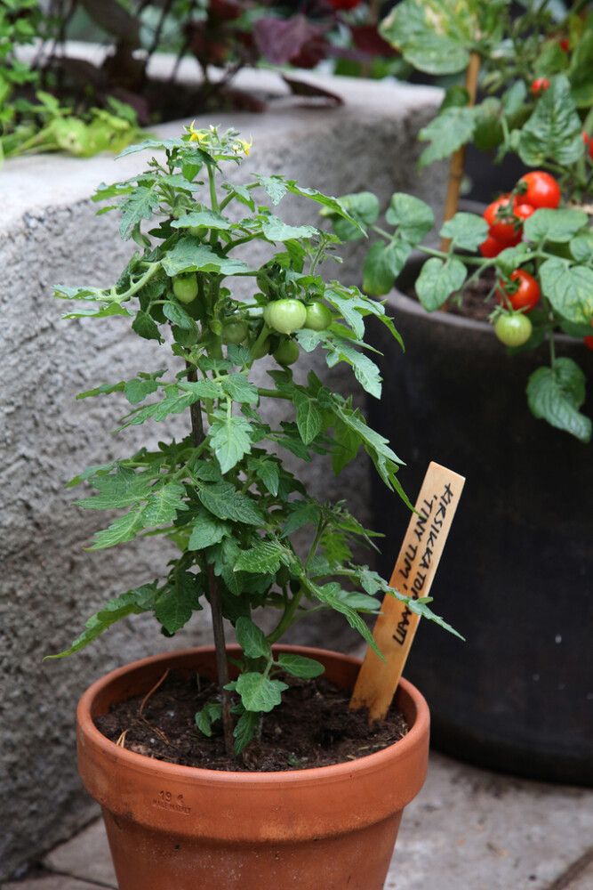 Tomati- ja Tšillimuld Kekkilä 4 l