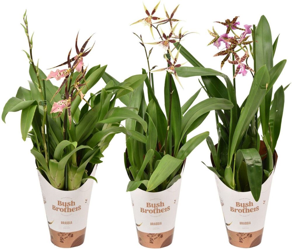 Ämblikkäpp Mix Ø 12 cm, 2 vart