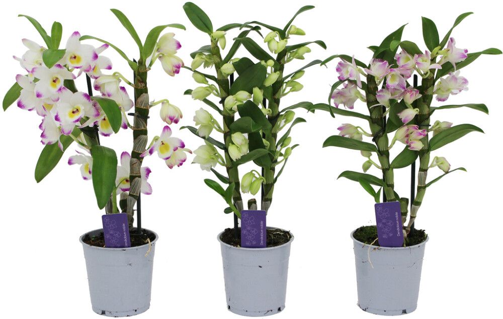 Dendroobium Nobile mix Ø 12 cm