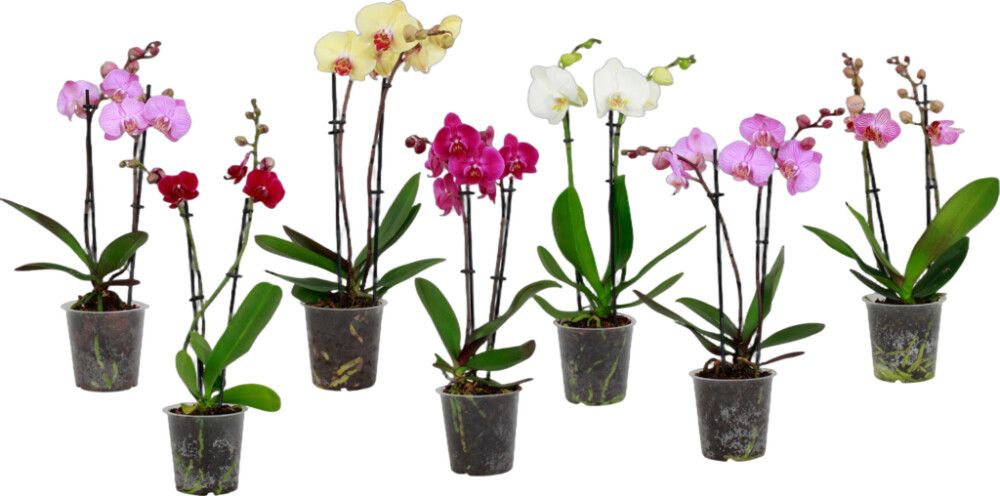 Kuuking Ø 12 cm, 2 vart