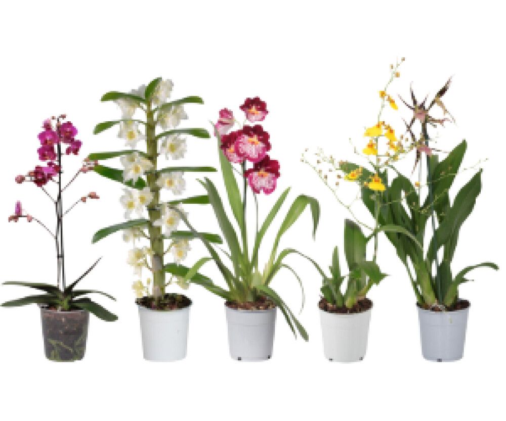 Orhidee valik Ø 12 cm
