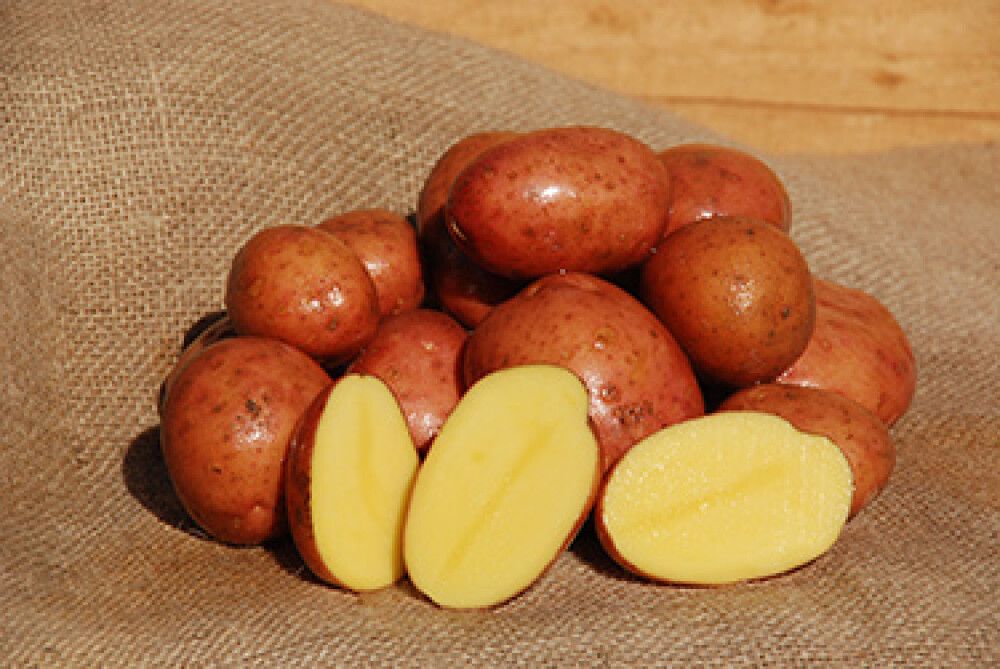 Seemnekartul Birgit B 5 kg