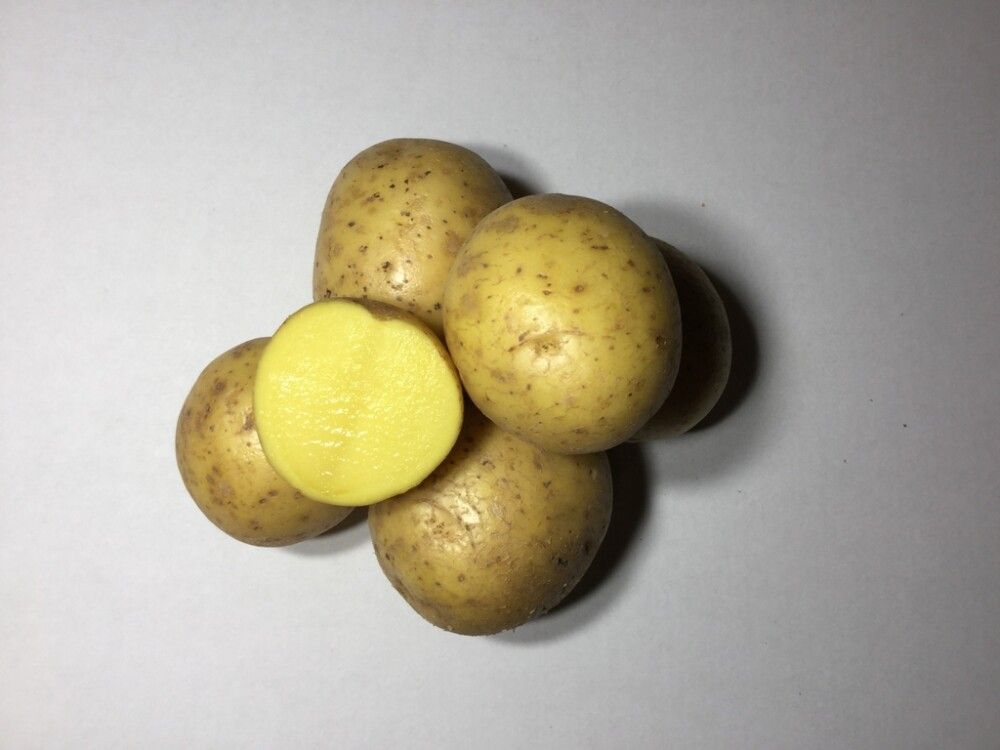 Seemnekartul Gala A 5 kg