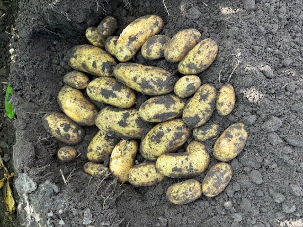 Seemnekartul Jola E 5 kg