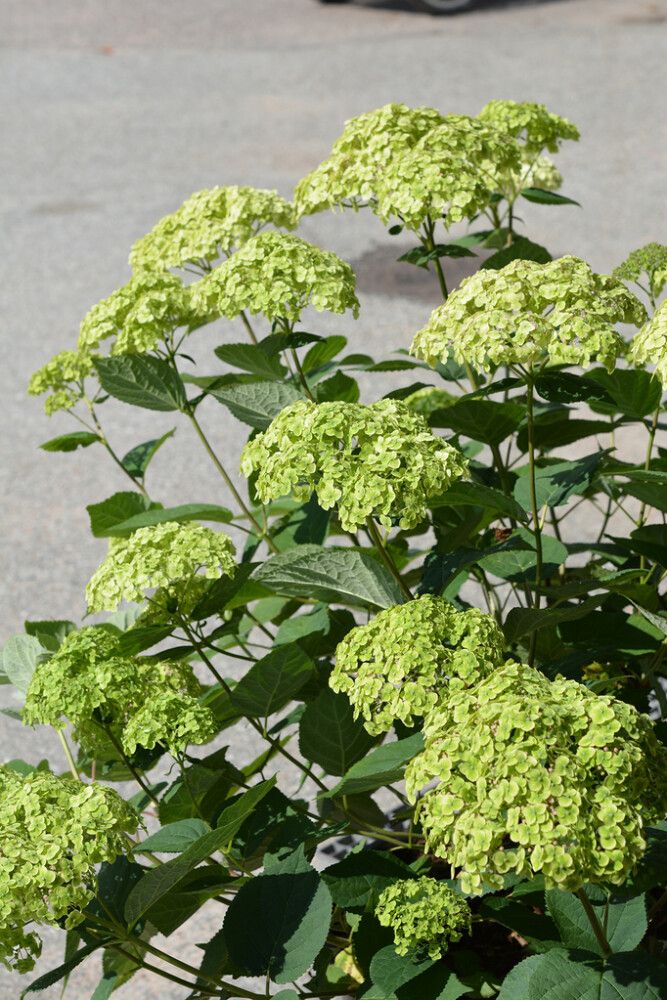 Hortensia Annabelle 3 l