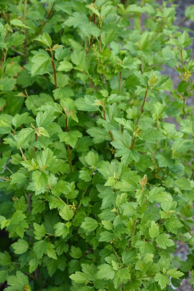 Magesõstar 3 l