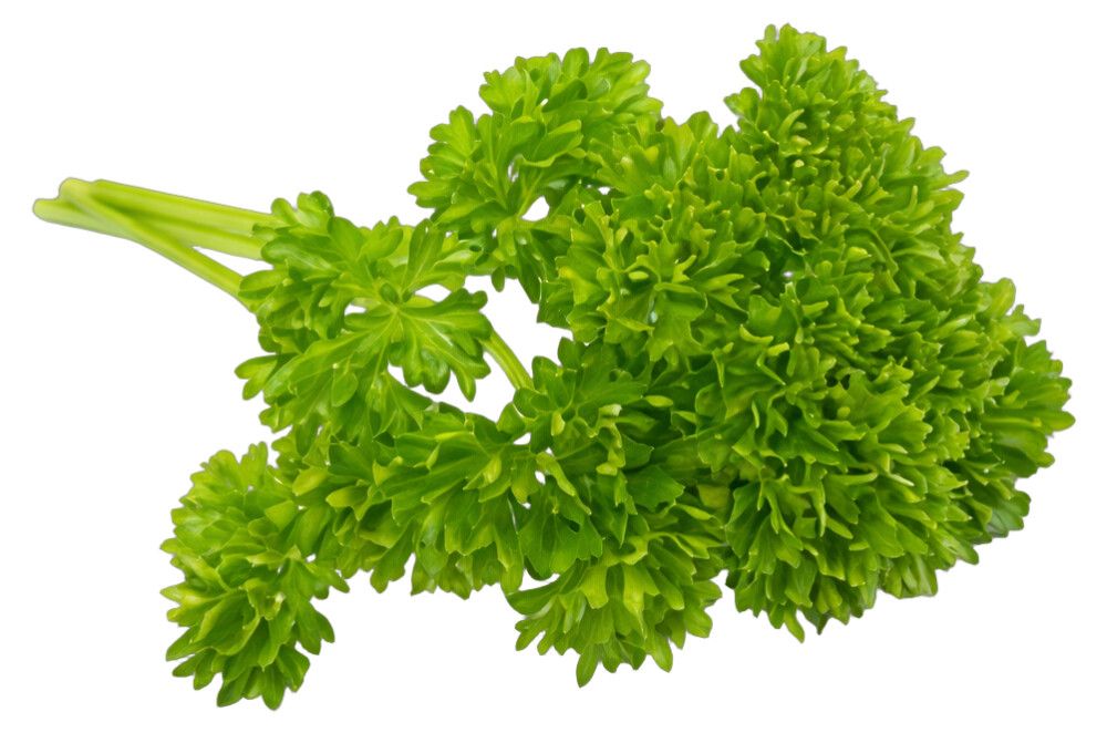 Kähar petersell Ø 9 cm