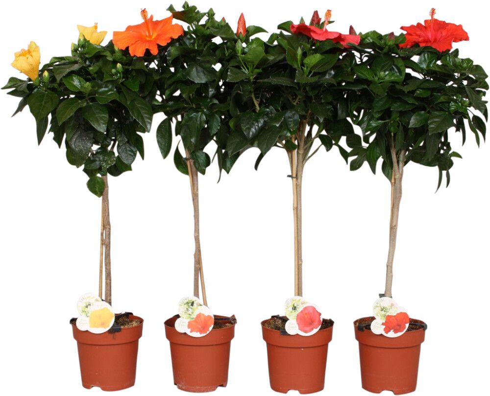 Hibiskus tüvel 17 cm