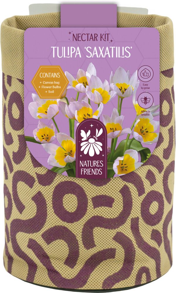 Kevadel õitsevad lillesibulad Kapiteyn Tiny Jewels Mix 5 tk, violetne