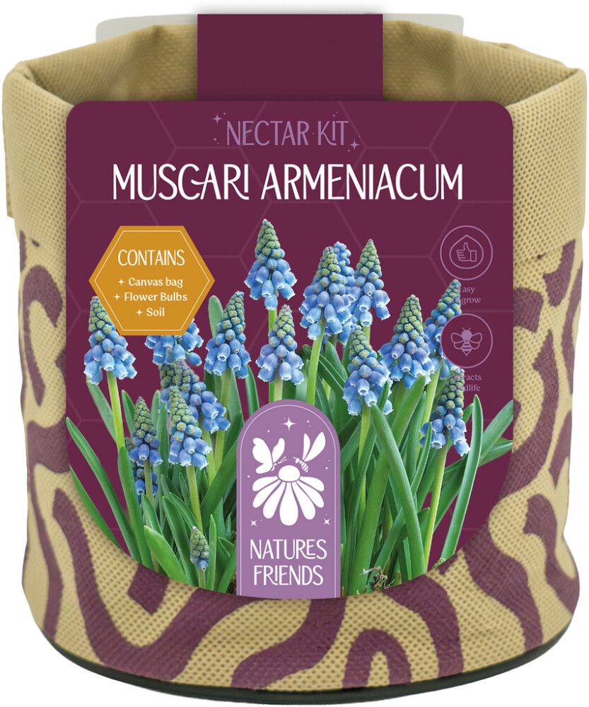 Kevadel õitsevad lillesibulad Kapiteyn Tiny Jewels mix 7 tk, sinine